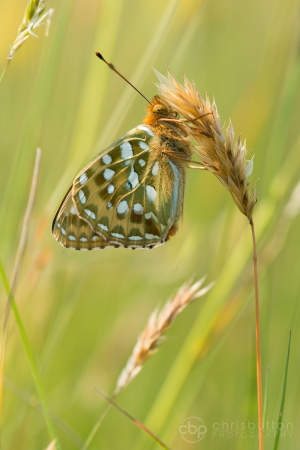 Dark Green Fritillary