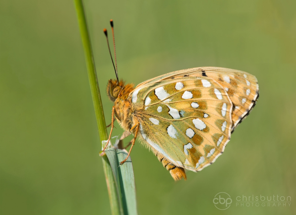 Dark Green Fritillary
