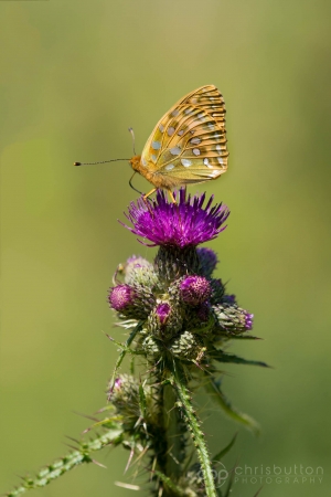 Dark Green Fritillary