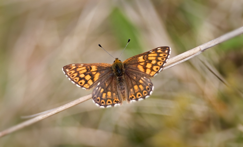 Duke of Burgundy