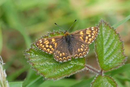 Duke of Burgundy