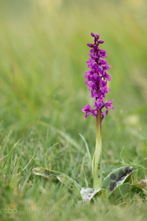 Early Purple Orchid