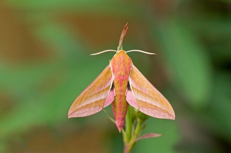 Elephant Hawkmoth