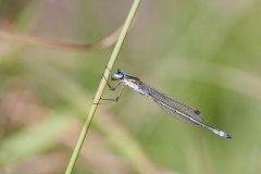 Emerald Damselfly