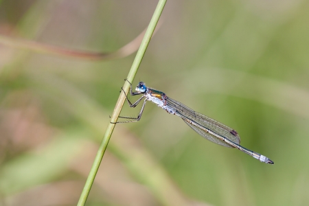Emerald Damselfly