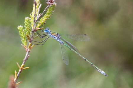 Emerald Damselfly