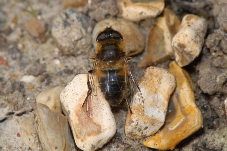 Eristalis pertinax