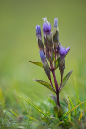 Field Gentian