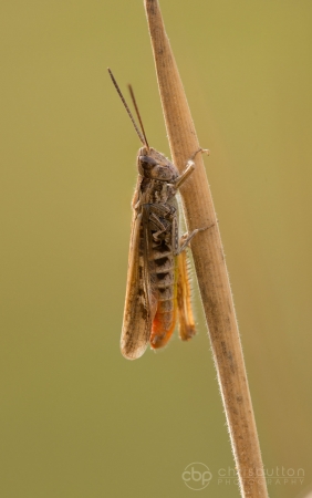Field Grasshopper