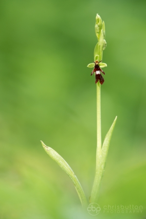Fly Orchid