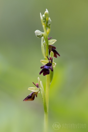 Fly Orchid