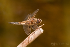 Four-spotted Chaser