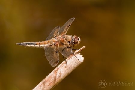 Four-spotted Chaser
