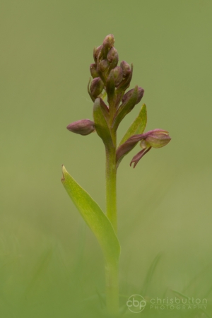 Frog Orchid