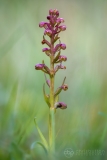 Frog Orchid