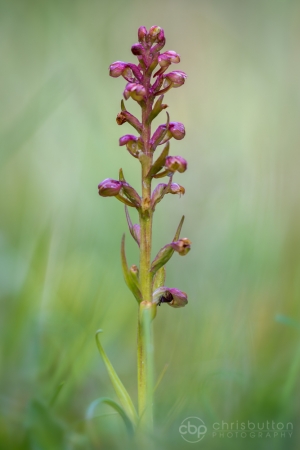 Frog Orchid
