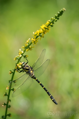 Golden-ringed Dragonfly