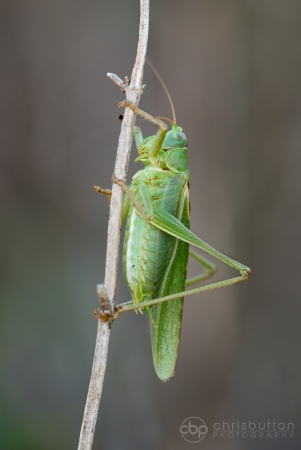 Great Green Bush-cricket