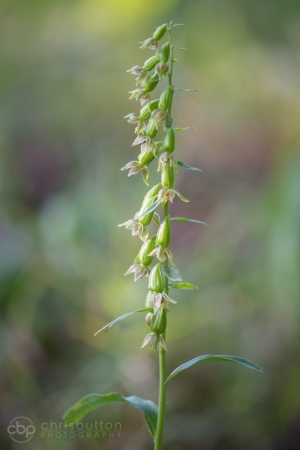 Green-flowered Helleborine