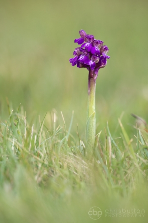 Green-winged Orchid