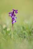 Green-winged Orchid