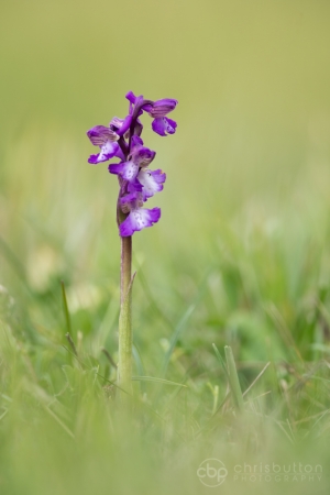 Green-winged Orchid