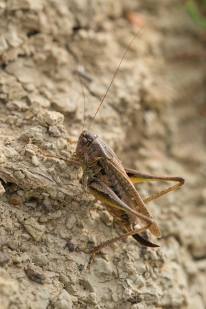 Grey Bush-cricket