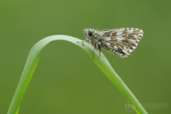 Grizzled Skipper
