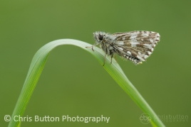 Grizzled Skipper