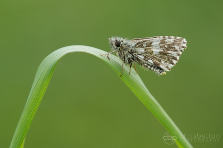 Grizzled Skipper