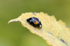 Harlequin Ladybird