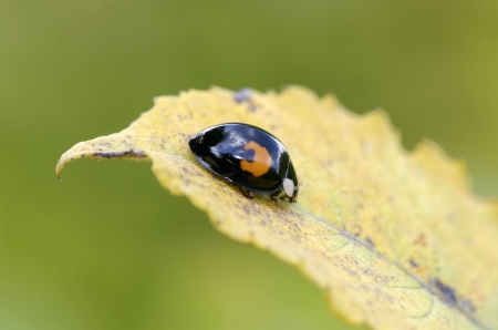 Harlequin Ladybird