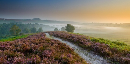 Heather & Mist