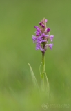 Heath Fragrant Orchid