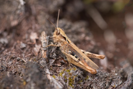 Heath Grasshopper