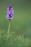 Heath Spotted Orchid