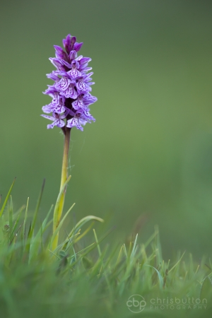 Heath Spotted Orchid