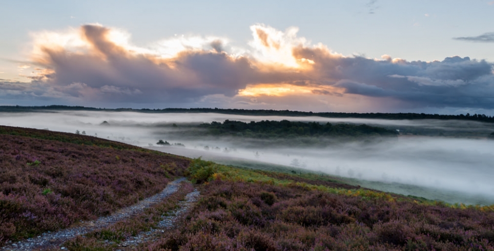 Ibsley Common