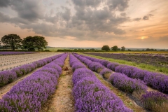 Alton Lavender Farm
