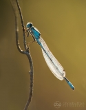 Common Blue Damselfly