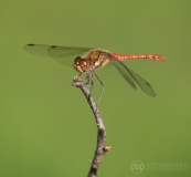 Common Darter