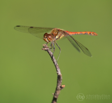 Common Darter