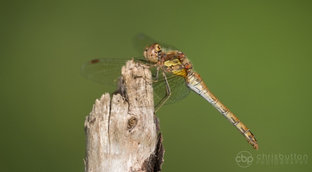 Common Darter