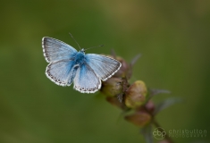 Chalkhill Blue
