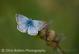 Chalkhill Blue