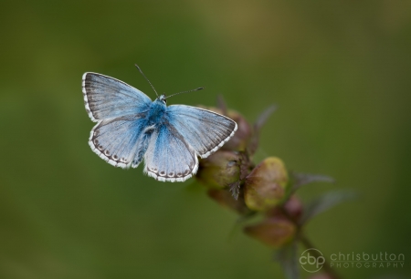 Chalkhill Blue