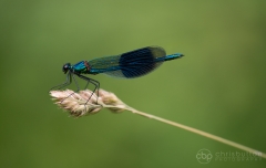 Banded Demoiselle