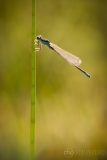 Scarce Blue-tailed Damselfly