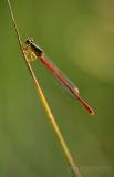 Small Red Damselfly