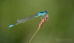 Scarce Blue-tailed Damselfly